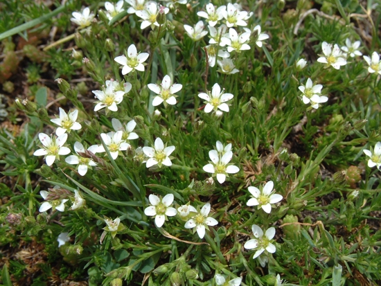 Saxifraga ... ? no, Cariofillacea